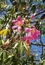 Silk floss ceiba for sale  Riverview