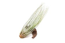 Pack tillandsia juncea for sale  Saint Augustine