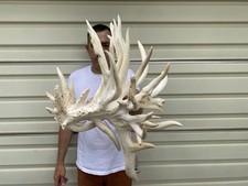 whitetail deer for sale whitetail deer for sale Delphos