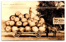 Rppc exaggeration mules for sale  Frederick