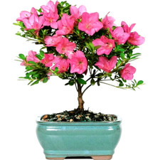 Brussel bonsai satsuki for sale  Fort Lauderdale