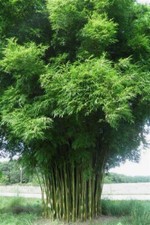 Graceful bamboo seeds for sale  Ravensdale