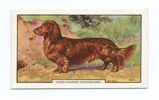 Tarjeta de cigarrillo para perro Dachshund pelo largo gallaher 1938 perros segunda serie #39 segunda mano  Embacar hacia Mexico
