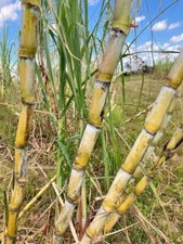 San diego yellow for sale  Punta Gorda