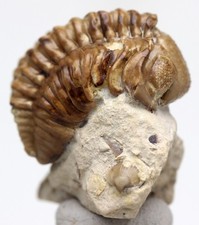Trilobite fossil specimen for sale  Tucson