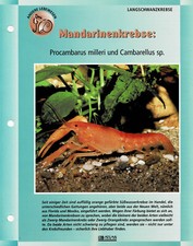 Gamberi mandarini procambarus usato  Spedire a Italy