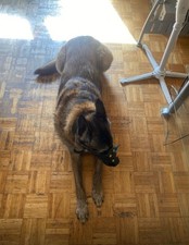 Chien malinois d'occasion  Paris XIX