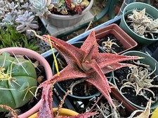 Aloe plant 4 for sale  Manteca