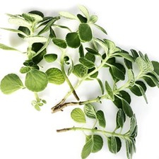Organic vicks plant for sale  Weston