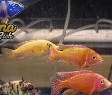 Dragon blood cichlid for sale  Garden Grove