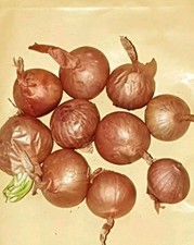 Red sun onion for sale  BRISTOL