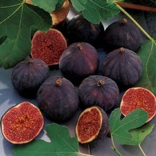 Chicago hardy fig for sale  USA