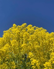 Organic woad plant for sale  GLOGUE