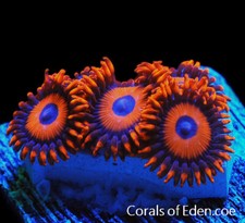 Corals eden orange for sale  Cleveland