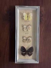 Vintage framed butterfly for sale  Jacksonville