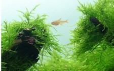 Java moss for sale  BARRY