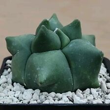 Astrophytum myriostigma cv. usato  Tramonti