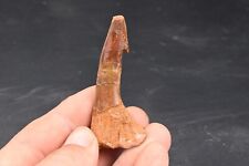 Dent fossile poisson d'occasion  Forcalquier