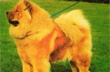 Cpm chow chow d'occasion  Expédié en Belgium