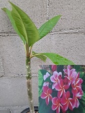 Plumeria synchronicity beautif for sale  Mira Loma