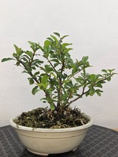 Japanese quince chojubai for sale  EPSOM