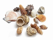 Nadeco muschelmix groß gebraucht kaufen  Munster