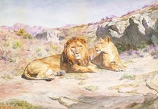 Lion lioness landscape for sale  USA