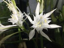 Pancratium zwiebel 5cm gebraucht kaufen  Rülzheim