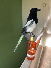 Taxidermy magpie protected for sale Taxidermy magpie protected for sale  WAKEFIELD