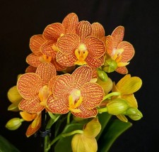 Phalaenopsis indian summer. for sale  NOTTINGHAM