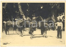 1940 sondrio mostra usato  Milano