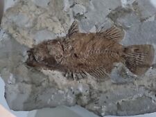 Pesce fossile fossil usato  Spoleto