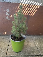 Junger pinie baum gebraucht kaufen  Deggingen