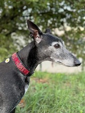 Collier chien lévrier d'occasion  Peymeinade