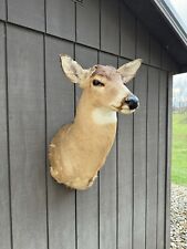 Ohio stud whitetail for sale  Shreve