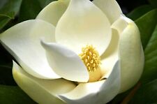 Magnolia grandiflora southern for sale  San Francisco