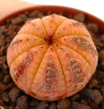 Euphorbia obesa orange usato  Napoli