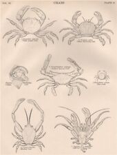 Crab violet land for sale  LONDON