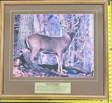 deer white tailed frame for sale  Minneapolis