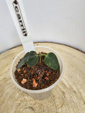 Heavenly hoya hoya gebraucht kaufen  Bad Bramstedt