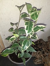 ficus benjamina for sale ficus benjamina for sale SWINDON