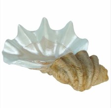 Riesen muschel maritim gebraucht kaufen Riesen muschel maritim gebraucht kaufen  Enger