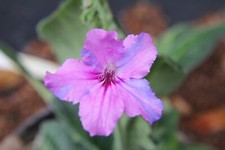 Streptocarpus streaker for sale  MAIDENHEAD