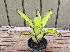 Neoregelia kryptonite rare for sale  Homestead