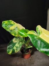 Rarität selten philodendron gebraucht kaufen  Bad Bramstedt