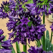 New agapanthus black for sale  BALLYMENA
