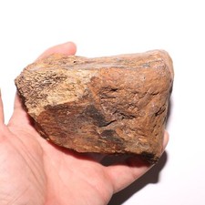 Triceratops skull section for sale  Scottsdale