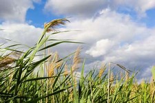 Phragmites australis marginal for sale  MARKET RASEN