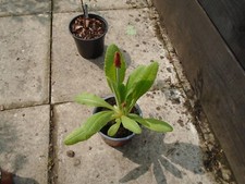 Primula vialii perennial for sale  MORPETH