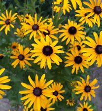 Black eyed susan for sale  Minneapolis